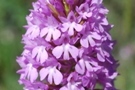 Anacamptis pyramidalis